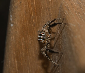 Araña saltadora común. Típica de lugares urbanos y edificios.