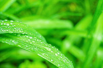 Fresh, juicy, and green grass with raindrops in summer. Beautiful droplets of water on lush grass...