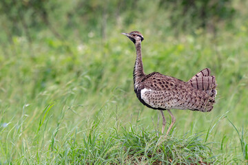 Black-Bellied Bustard.