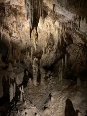 trees near the entrance of a cave