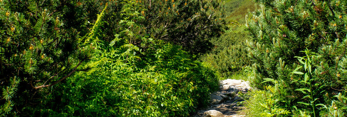 Mountain path between shrubs and mountain pine