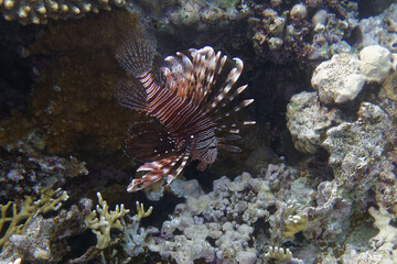 Devil firefish or Common lionfish (Pterois miles) in Red Sea