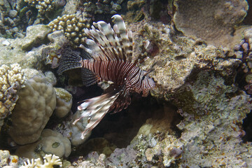 Devil firefish or Common lionfish (Pterois miles) in Red Sea
