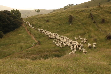 Sheep on a Farm