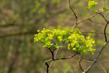 Close up of Flowers of a maple tree, acer