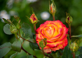 A bright orange rose flower surrounded by buds on a blurry green background.