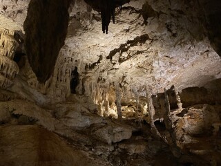 trees near the entrance of a cave