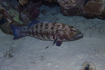 Roving coral grouper (Plectropomus pessuliferus marisburi) in Red Sea