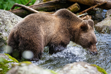 Majestic brown bear, ursus arctos, drinking water from the river in summer. Wild animal bathing in water from side view. Wet mammal standing by a rock with moss.