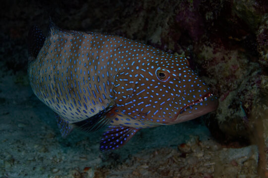 Roving coral grouper (Plectropomus pessuliferus marisburi) in Red Sea
