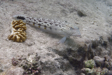 Speckled sandperch (Parapercis hexophtalma) in Red Sea