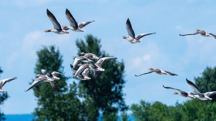 bird, fliegender, himmel, bird, fliegen, gans, fliege, natur, flocks, blau, tier, bildung, wild lebende