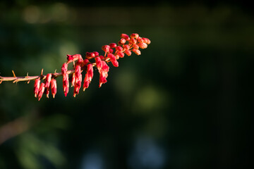 Thai Red flower in the garden.