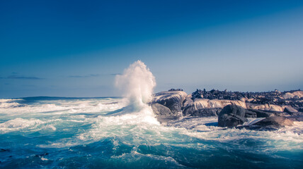 Sea waves splashing over the rocks and cape fur seal resting on the rocks at Capetown, South Africa