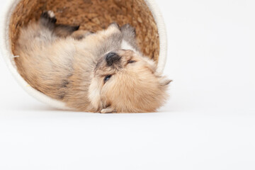 Adorable pomeranian spitz dog puppy laying in a rush basket with natural light. High quality photo