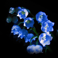 Fototapeta na wymiar blue flowers on black background