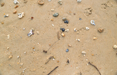 Strandgut am Strand von Thailand, Muscheln Steine