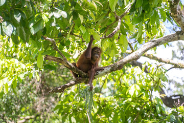 Wild orangutan in rainforest of Borneo, Malaysia. Orangutan mounkey in nature © OlegD