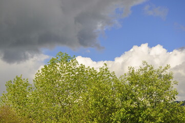 Obraz premium clouds over the forest