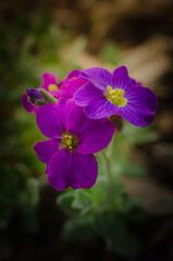 Fleurs du jardin