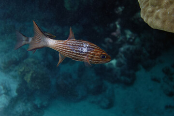 Large Toothed Cardinalfish (Cheilodipterus macrodon) in Red Sea