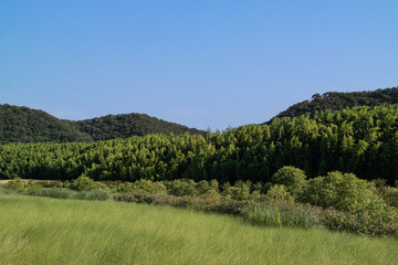 Cloudless blue sky and bamboo forest and wide field