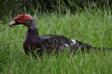 duck in the grass