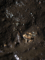 A small frog in the mud at night