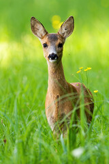 Young roe deer, capreolus capreolus, fawn standing on meadow during the spring from front view. Lovely doe looking into camera on field with tall green grass.