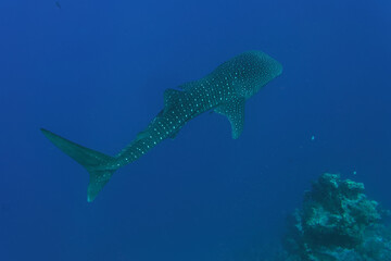 Whale shark (Rhincodon typus) in Red Sea