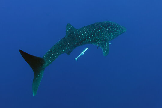 Whale shark (Rhincodon typus) and his pilot fish Live sharksucker (Echeneis naucrates) in Red Sea