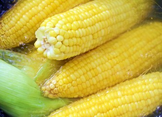 Boiling yellow corn in very heat water, cover with white smoke