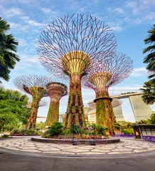 Schilderijen op glas Singapore Supertrees in garden by the bay at Bay South Singapore © TTstudio