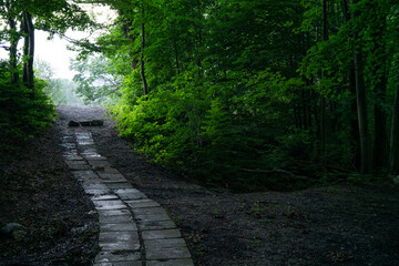 path in the dark forest