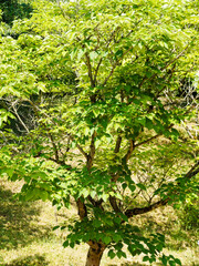 Fototapeta premium (Broussonetia papyrifera) Mûrier de chine ou mûrier à papier au port étalé et buissonnant, écorce rugueuse marron clair, feuilles gris vert sur de longs pédoncules
