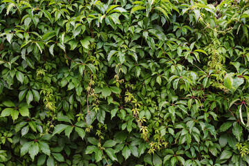 five-leaf green girl’s grape on the wall