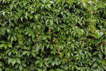 five-leaf green girl’s grape on the wall