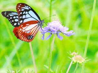 海を旅する蝶・アサギマダラ(雄)がマツムシソウで吸蜜