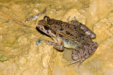 Sapillo pintojo ibérico (Discoglossus galganoi), sobre el fango.