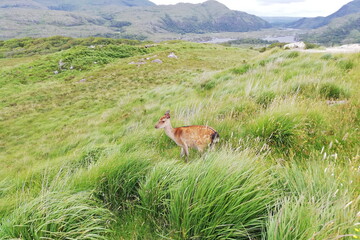 Deer in the Field