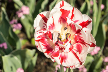 tulpenblüten