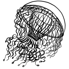 Jellyfish hand drawn vector illustration isolated on white background 