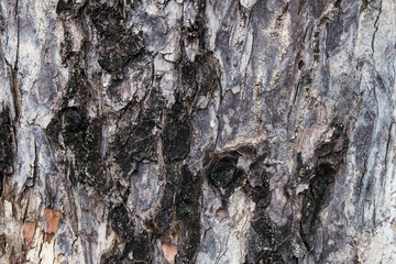 Close-up Tree Bark Texture For Background.