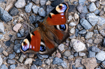 Schmetterling in Kies