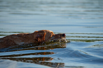 Labrador retweaver swims in the lake. Photographed close-up.