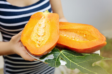 Hands holding papaya on the background of green leaves. Fresh vegetables and fruits concept. Close up