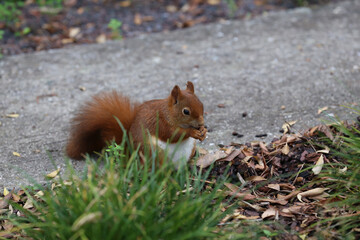 Red squirrel collects nuts in the grass