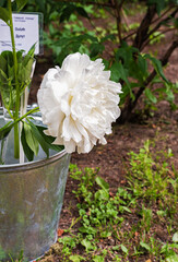 large white peony flower in the summer garden (translation: duluth)