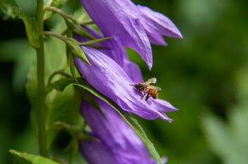 A bee sits on a purple garden bell.