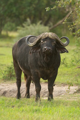 Cape buffalo stands by bush watching camera